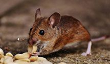 24 Hour & Emergency Exterminators in Kenosha, WI